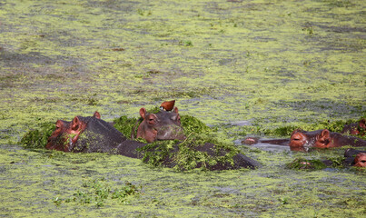 Flußpferd / Hippopotamus / Hippopotamus amphibius
