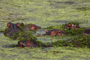 Flußpferd / Hippopotamus / Hippopotamus amphibius