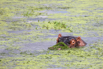 Flußpferd / Hippopotamus / Hippopotamus amphibius