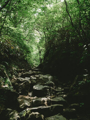 stream in the forest