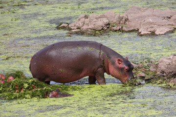 Flußpferd / Hippopotamus / Hippopotamus amphibius