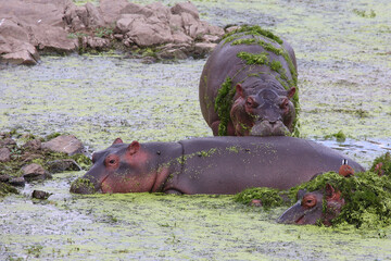Flußpferd / Hippopotamus / Hippopotamus amphibius