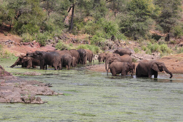 Obraz na płótnie Canvas Afrikanischer Elefant im Sweni River / African elephant in Sweni River / Loxodonta africana.