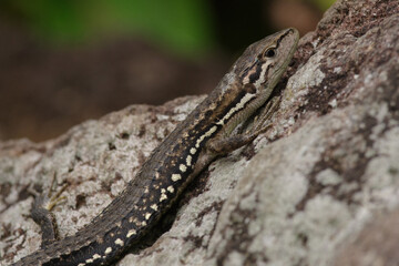 東京赤坂にある東京ミッドタウンにトカゲが現れた