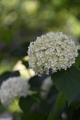 紫陽花