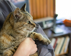 猫を抱きしめる