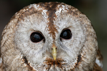 見つめるフクロウ