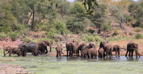 Afrikanischer Elefant im Sweni River / African elephant in Sweni River / Loxodonta africana.