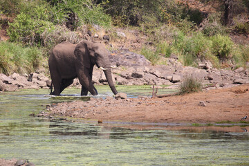 Afrikanischer Elefant im Sweni River / African elephant in Sweni River / Loxodonta africana