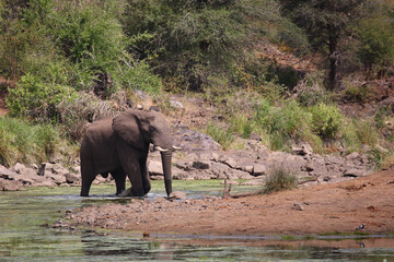 Afrikanischer Elefant im Sweni River / African elephant in Sweni River / Loxodonta africana