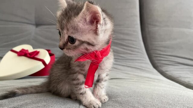 Gift for birthday or valentine's day. A small gray kitten with a red ribbon around its neck sits next to a heart-shaped box on a gray background of a sofa and a white plaid. adorable little gray kitte