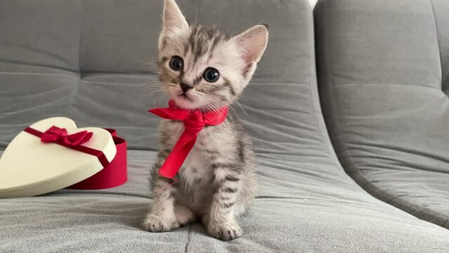 Gift for birthday or valentine's day. A small gray kitten with a red ribbon around its neck sits next to a heart-shaped box on a gray background of a sofa and a white plaid. adorable little gray kitte