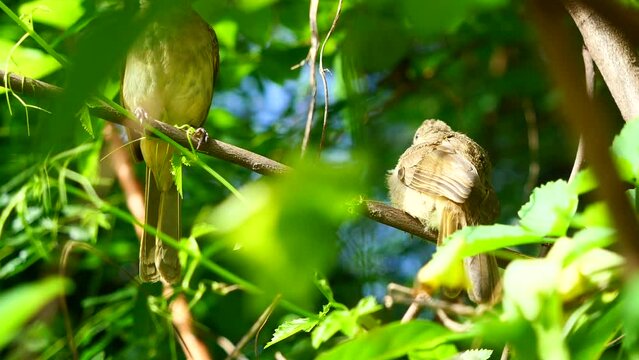 The bird is feeding food into the baby bird's beak,  Streak-eared Bulbul (Pycnonotus blanfordi) on tree with natural green leaves in background