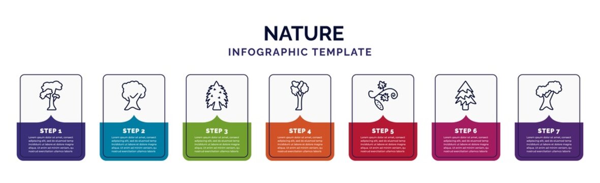 infographic template with icons and 7 options or steps. infographic for nature concept. included slippery elm tree, butternut tree, eastern hemlock tree, american elm cucumber balsam fir northern