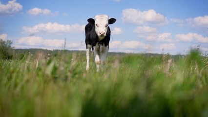 Obraz premium A young black and white calf on a dairy farm. Newborn cow. The calf is grazing in the meadow. A young calf in black and white.