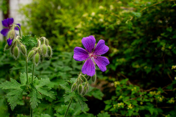 flower in the garden