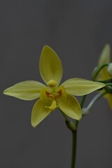 Vanilla Orchid Flower Yellow