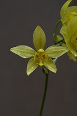 Vanilla Orchid Flower Yellow
