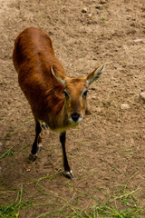 deer on the grass © Serhii
