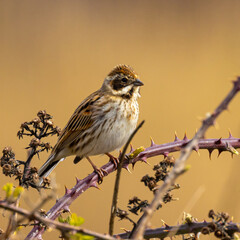 Female Reed Bunting