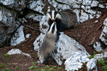 Blaireaux (Meles meles) adulte et jeune. Alpes. France © Gerard Vaglio