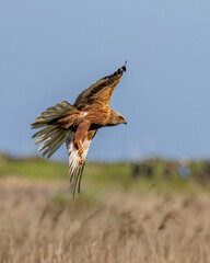 Marsh Harrier hunting