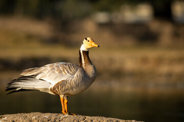bar headed goose portrait in natural green background and golden hour sunset light during winter...