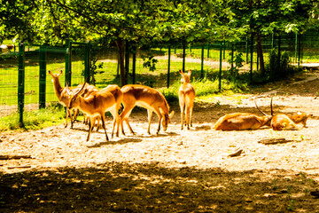 deer in the woods © Serhii