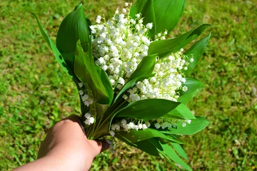 Fototapeten Bouquet of White lilies of the valley with leaves on a background of green grass © Ann
