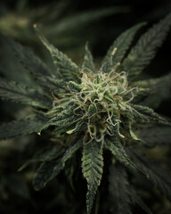 Fresh cannabis flowers and buds. Marijuana plants close up