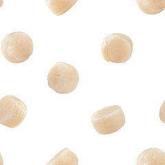 Scallop isolated on white background, SEAMLESS, PATTERN