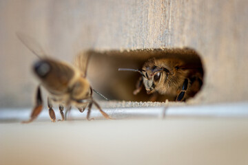 Honigbienen an Einflugsloch