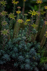 close up of fern