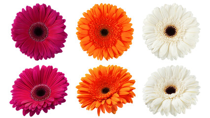 Gerbera, daisy flower, isolated on white background, clipping path, full depth of field - Powered by Adobe