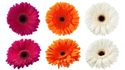 Foto op Canvas Gerbera, daisy flower, isolated on white background, clipping path, full depth of field © grey