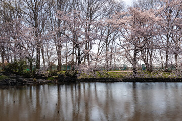 岸辺の桜並木