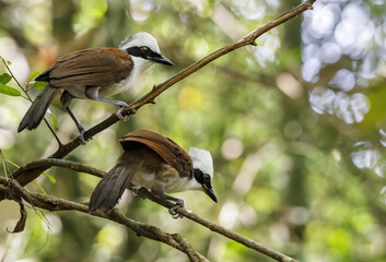 A pair of White-crested laughingthrush perching on tree branch , Thailand