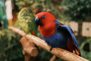 Eclectus parrot