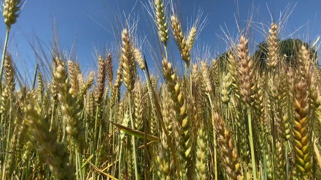 yellow ears of wheat sway in the wind with a blue sky background - concept for food crisis, agriculture, war in ukraine