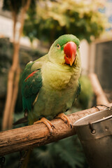 Green parrot with orange beak