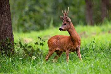 Chevreuil (Capreolus capreolus) brocard en été. Alpes. France © Gerard Vaglio