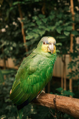 Cuban amazon parrot