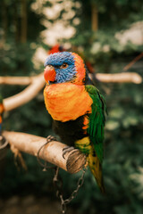 rainbow lorikeet parrot