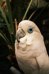 White parrot
