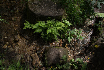 Forest stream flows over stones among green grass