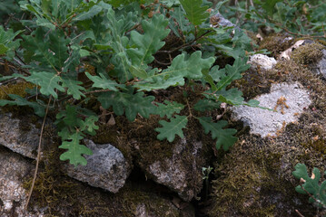 Green oak leaves on the background of old mossy stones