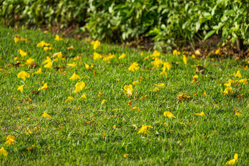 field of yellow flowers at the park