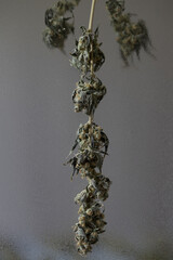 Cannabis flowers and buds dried and untrimmed still on stalks.