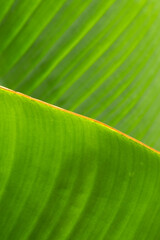 Green banana leaf close up.
