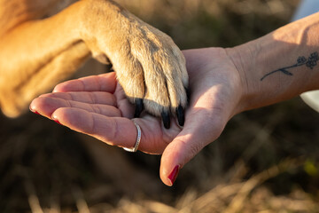 Dog paw and human hand are doing handshake